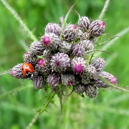L'échappée Amoureuse Et Féérique Hébergement de vacances